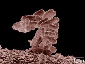 bakteri E.coli